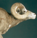 big horn sheep